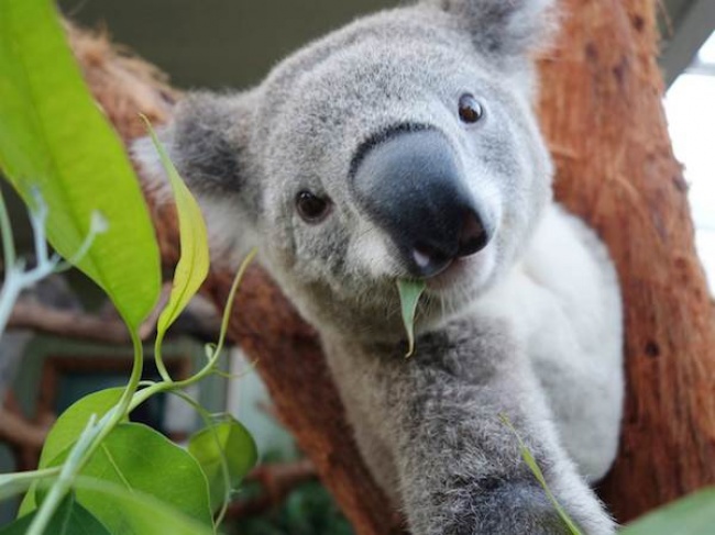 17585915-a99602_2d274905541814-tdy-koala-selfie-140404-05today-inline-large2x-1474969475-650-60aab8a9dc-1475038257