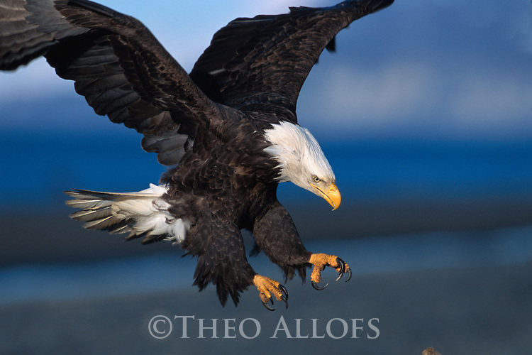 ca. 2001, Kenai Peninsula Borough, Alaska, USA --- Bald Eagle Landing --- Image by © Theo Allofs/CORBIS
